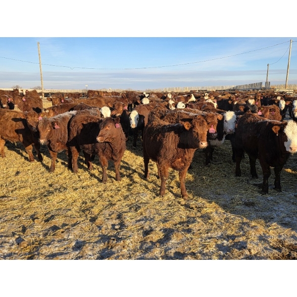Cattlewood Farms Ltd. - 750# February Delivery Heifers - 166 Head (Vauxhall, AB)