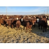 Image 1 : Cattlewood Farms Ltd. - 750# February Delivery Heifers - 166 Head (Vauxhall, AB)