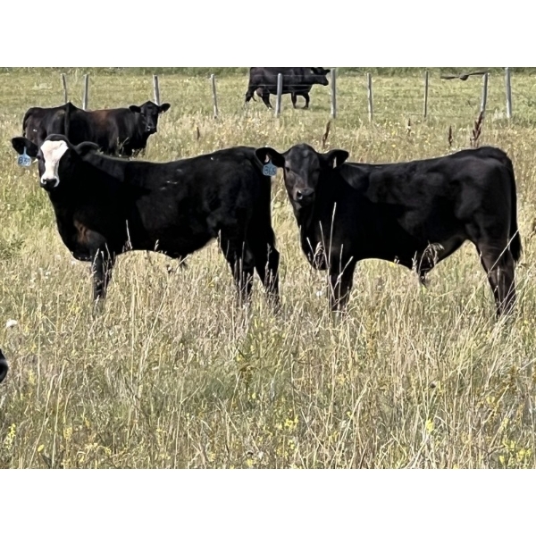 Ringstead Ranch Ltd. - 550# November Delivery Steer Calves - 200 Head (Drake, SK)