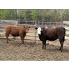 Image 4 : Cornerglen Ranching - 720# May Delivery Heifers - 50 Head (Ponoka, AB)