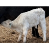 Image 5 : Oxbow Farms - 560# November Delivery Steer Calves - 190 Head (Melita, MB)