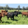 Image 5 : Lone Star Cattle Co. - 1040# September Delivery Grass Steers - 530 Head (Buck Lake, AB)