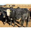 Image 10 : Habraken Farms Ltd. - 860# March Delivery Heifers - 72 Head (Scandia, AB)