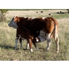 Image 6 : Border View Ranch - 580# October Delivery Steer Calves - 75 Head (Coronach, SK)