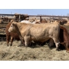 Image 5 : Jason & Kevin Szymanek - 860# May Delivery Steers - 60 Head (Stauffer, AB)
