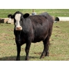 Image 9 : Kyle Torkelson - 8 BBF 1st Calf Pairs (Millicent, AB)
