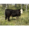 Image 5 : Kirk Goldsmith - 1030# August Delivery Grass Steers - 116 Head (Veteran, AB)