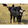 Image 9 : Riverbend Ranch - 825# September Delivery Grass Heifers - 400 Head (Scotfield, AB)