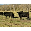 Image 2 : MG Cattle Co. Ltd. - 38 Black/BBF Simm/Angus X April/May Calving 2nd Calvers (Sangudo, AB)