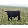 Image 4 : Matthew & Allisa Spruyt - 600# Steer Calves - 80+ Head (Tofield, AB)