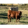 Image 5 : Glover Cattle Corp. - 700# November Delivery Steer Calves - 90 Head (Pine Lake, AB) VBP+