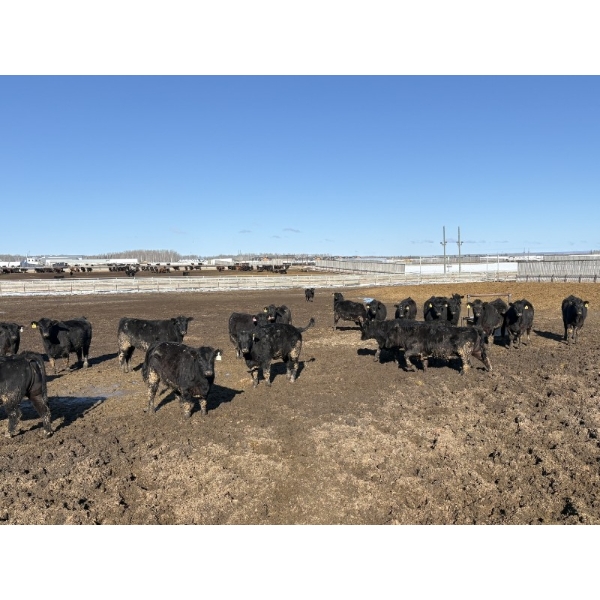 6U Cattle Company - 70 Black Angus X Replacement Heifers (Manning, AB)