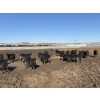 Image 1 : 6U Cattle Company - 70 Black Angus X Replacement Heifers (Manning, AB)
