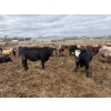 Image 11 : Chipping Hill Cattle Co. - 1050# May Delivery Steers - 174 Head (MacGregor, MB)