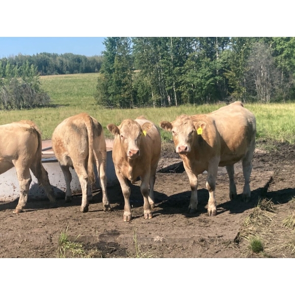 Andersen River Ranching - 1020# October Delivery Grass Heifers - 180 Head (Drayton Valley, AB)