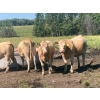 Image 1 : Andersen River Ranching - 1020# October Delivery Grass Heifers - 180 Head (Drayton Valley, AB)