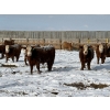 Image 2 : X Bar X Cattle Co. Ltd. - 971# March/April Delivery Steers - 64 Head (Lomond, AB)