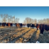 Image 2 : Chris Bartel - 1025# April Delivery Steers - 60 Head (Fort Vermilion, AB)
