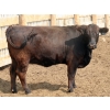 Image 7 : Peter Boone - 17 Black Bred Heifers (Picture Butte, AB)