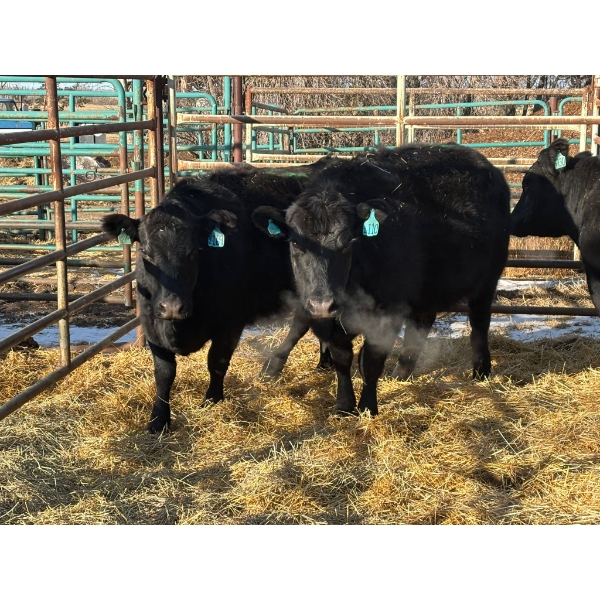 A & J Farming - 4 Third & Fourth Calvers (Pen 136)