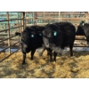 Image 1 : A & J Farming - 4 Third & Fourth Calvers (Pen 136)