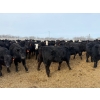 Image 14 : Belle Creek Stock Farms - 765# March Delivery Heifers - 160 Head (Belleview, MB)