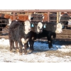 Image 5 : Bezan Cattle Corporation - 725# April/May Delivery Steers - 80 Head (Midale, SK)