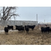Image 5 : Kleinknecht Cattle Co. - 765# March Delivery Heifers - 68 Head (Manyberries, AB)