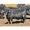 Image 9 : East Hilltop Holdings - 700# April Delivery Steers - 85 Head (Carstairs, AB)