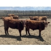 Image 4 : Lone Star Cattle Co. - 980# June Delivery Heifers - 215 Head (Strathmore, AB)