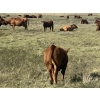 Image 10 : Clear Lake Farming Co. - 650# October Delivery Steer Calves - 60 Head (Stavely, AB)