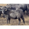 Image 3 : Midpoint Farms - 26 Black Angus X April/May Calving Bred Heifers (Drayton Valley, AB)