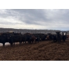 Image 4 : Moore Ranching - 815# May Delivery Heifers - 113 Head (Loon Lake, SK)