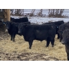 Image 6 : Houston Farms - 630# March Delivery Steers - 55 Head (Eckville, AB)