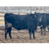 Image 9 : In The Coulee Ranch - 820# February Delivery Steers - 36 Head (Pincher Creek, AB)