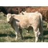 Image 8 : MacMillan Farming Co. - 630# September Delivery Steer Calves - 96 Head (Cayley, AB) VBP+