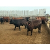 Image 9 : Chipping Hill Cattle Co. - 1025# September Yearling Steers - 60 Head (MacGregor, MB)