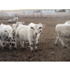 Image 9 : Cluny Colony - 815# October Delivery Weaned Steers - 70 Head (Cluny, AB)