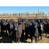 Image 2 : Rob Mossey - 940# April Delivery Steers - 65 Head (Vauxhall, AB)