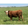 Image 9 : Holmes Cattle Co. - 1050# June/July Delivery Grass Steers - 60 Head (Cayley, AB)