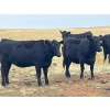 Image 7 : Boggy Springs Ranch - 970# September Grass Heifers - 100 Head (Maple Creek, SK)
