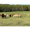 Image 5 : Reilly Lake Ranching - 925# February Weaned Steers - 200 Head (Lloydminster, AB)