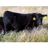 Image 7 : George Ranching - 620# October Delivery Steer Calves - 100 Head (Marwayne, AB)