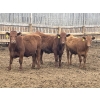 Image 3 : K6 Farms - 770# June Delivery Steers - 145 Head (Linden, AB)
