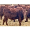 Image 3 : Meyer Cattle Inc. - 650# December Delivery Weaned Heifers - 95 Head (Lethbridge, AB)