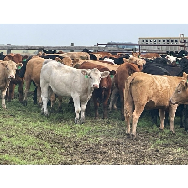Clint Wilkie - 925# September Delivery Grass Heifers - 68 Head (Big Valley, AB)