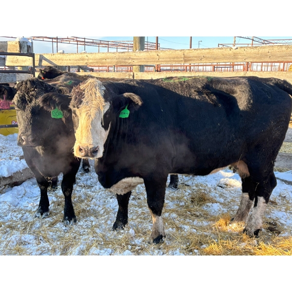 Crooked Creek Ranch - 3 Mature Cows (Pen 412)