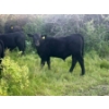 Image 6 : Brad, Kelly & Oliver Deschamps - 490# October Delivery Steer Calves - 100 Head (Patricia, AB)