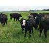 Image 5 : Double J Crop & Cattle Co.  - 650# September Delivery Steer Calves - 80 Head (Rimbey, AB)