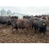 Image 8 : French's Farm - 1025# October Delivery Steers - 180 Head (Kelwood, MB)
